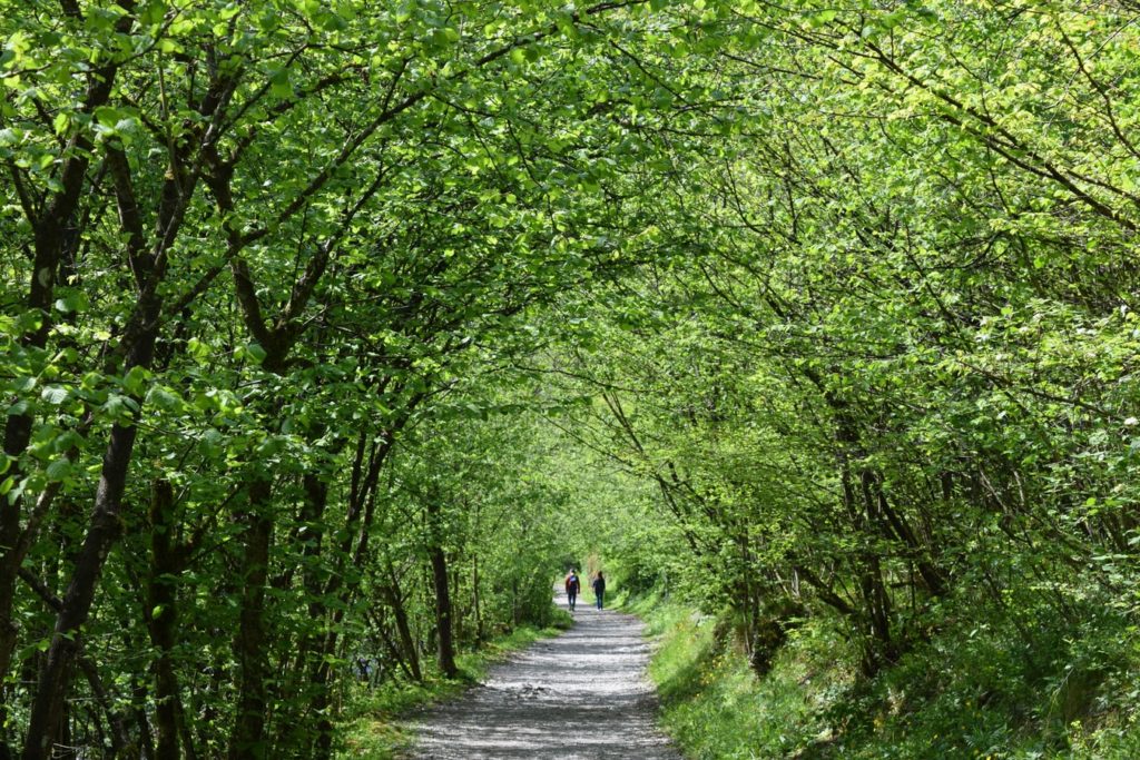 Two people walking a path with trees lining the path on both sides and branches provide a cover for the path. 