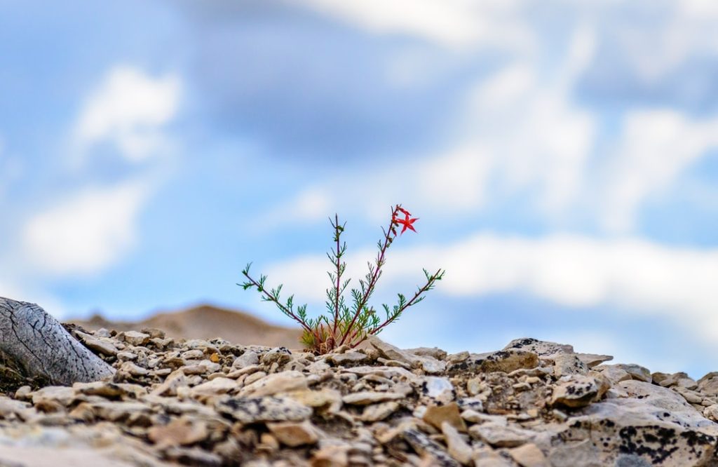 A plant is growing in a isolated area surrounded by rocks and at the end of one of the stems is a bright red flower in the shape of a star.